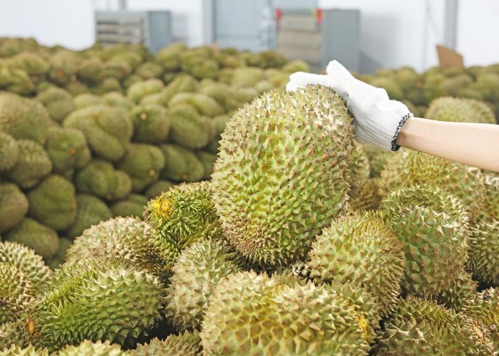 Dáng quả sầu riêng Monthong thuôn dài, hình bầu dục, có phần đầu hơi nhọn