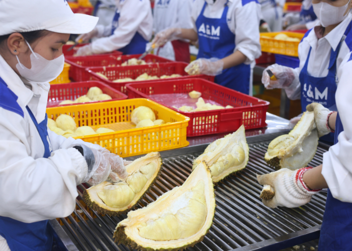 Đa dạng hóa sản phẩm sang sầu riêng đông lạnh giúp doanh nghiệp tiếp cận các thị trường xa xôi với chi phí tối ưu.