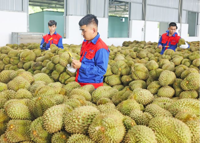 Tuyển chọn sầu riêng đạt độ chín phù hợp