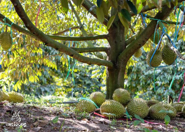Vùng trồng sầu riêng nổi tiếng tại Việt Nam trĩu quả
